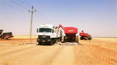 زراعة القليوبية: توريد 48 ألف و95 طنًا من القمح بصوامع المحافظة 