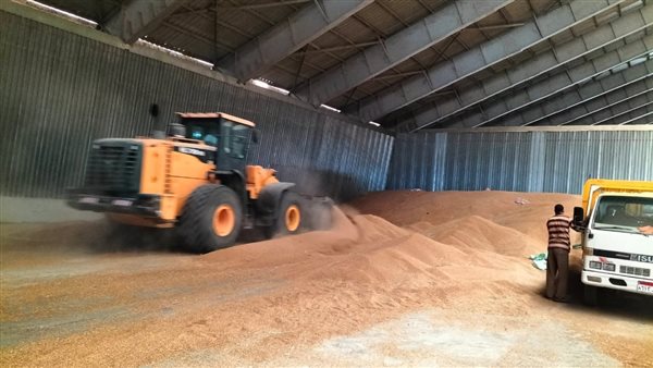 توريد القمح لصوامع