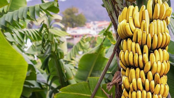 اضرار الموز على الاسنان