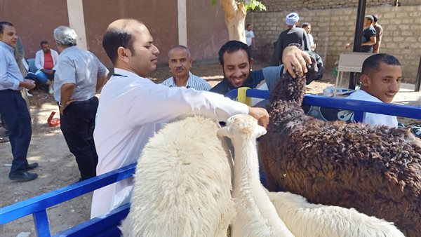 تحصين المواشي