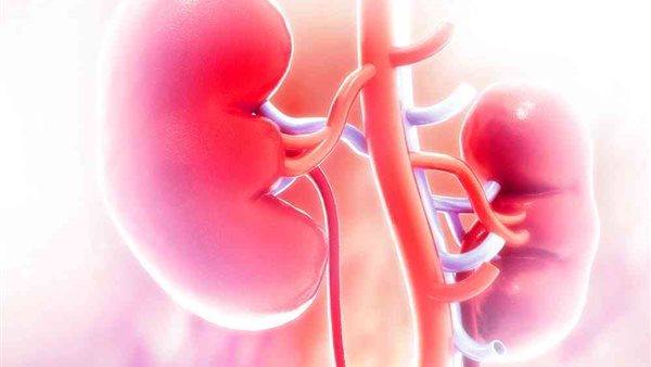 الكلى -أرشيفية