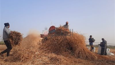 استمرار عملية دريس محصول القمح في محافظة سوهاج |صور