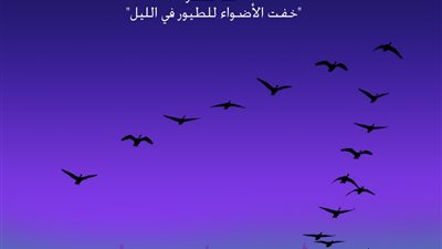 مصر تشارك في الاحتفال باليوم العالمي للطيور المهاجرة