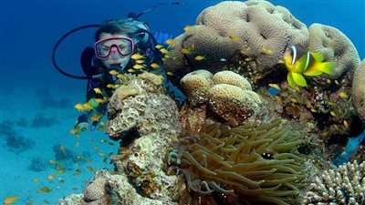 بعد وقف الأنشطة البحرية بسبب قرش النمر.. تعرف على شعاب الفنستون أشهر مناطق الغطس بمرسى علم