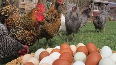 بعد زيادة الوقود.. أسعار الدواجن والبيض في الأسواق اليوم الخميس 14 يوليو 2022