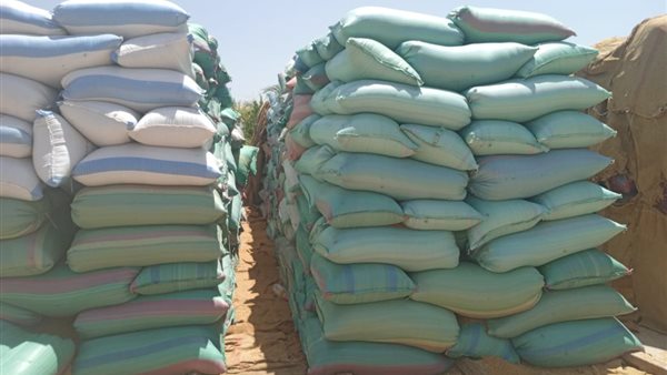 قمح - أرشيفية 