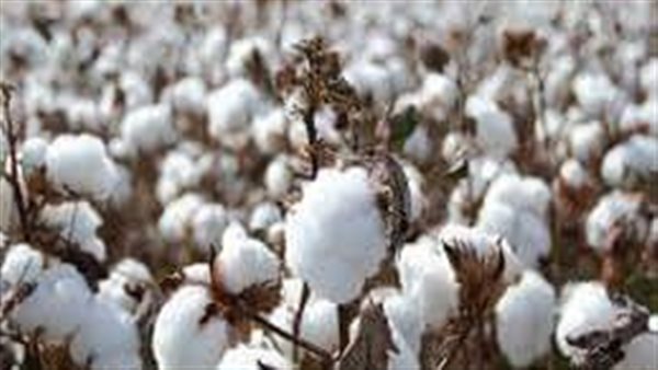 زراعة القطن 