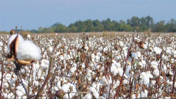 القطن المصري 