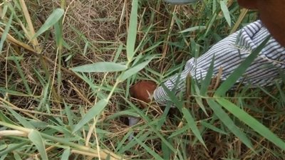 إجراءات مُشددة.. كيف تواجه الفيوم انتشار القوارض استعدادًا لزراعة المحاصيل الصيفية؟