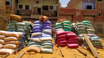 وكيل تموين المنيا: توريد القمح يتم بشكل أكبر من المتوقع