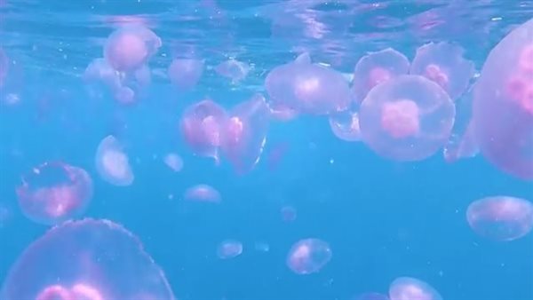 قنديل البحر 