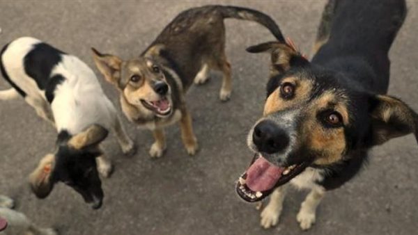 كلاب - ارشيفية 