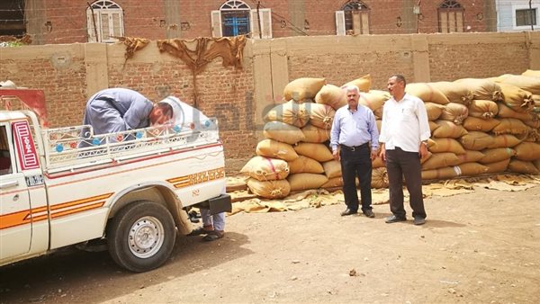 توريد محصول القمح