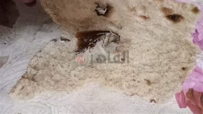 محامية تعثر على صرصار داخل رغيف خبز بلدي في المنوفية| فيديو