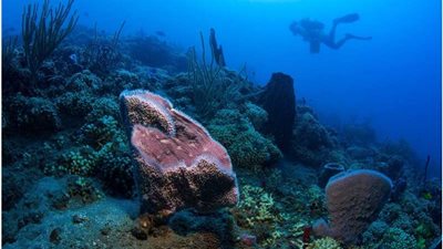 علماء البيئة البحرية يحذرون من انقراض المرجان بحلول نهاية القرن