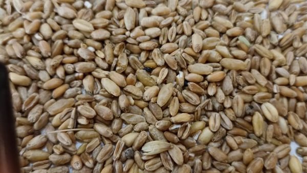 ضبط قمح بأسيوط 