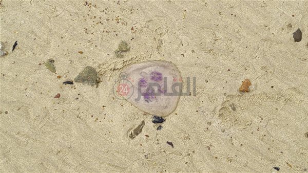 قناديل البحر على