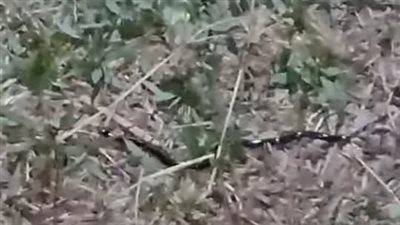 ثعبان يثير الذعر في إحدى حدائق الإسماعيلية.. والزراعة: لم نتلق بلاغًا