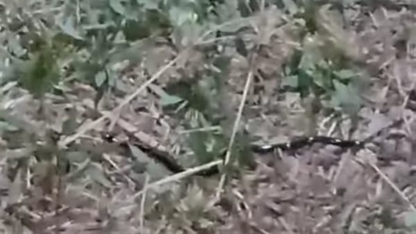 جانب من الفيديو المنتشر