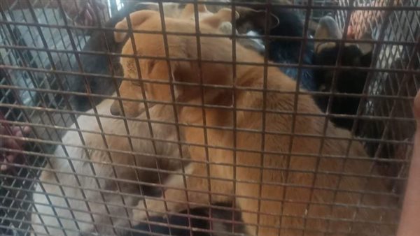 جمع الكلاب الضالة