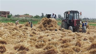 80 % ارتفاعا في أسعار تصدير القمح الروسي