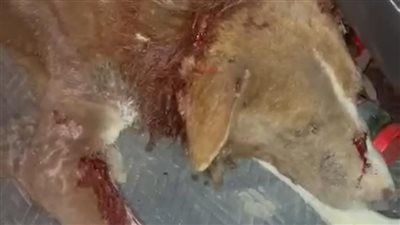 سم وسحل وضرب.. مشاجرات بين أهالي حدائق أكتوبر بسبب تعذيب كلاب الشارع | فيديو 