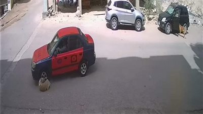 مطالبات بالقبض على سائق تاكسي دهس كلبًا بالغردقة| فيديو