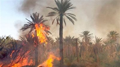 امتد لأكثر من 20 فدانًا.. تفاصيل اندلاع حريق هائل في أشجار النخيل بمطروح | بث مباشر