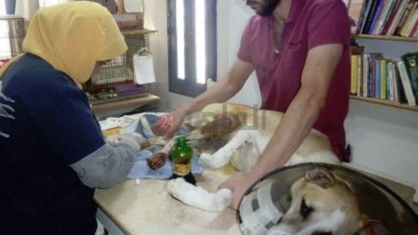 الكلب المصاب بمدينة