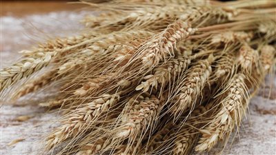 متوعدًا المخالفين.. 5 قرارات مهمة من وزير التموين بشأن توريد محصول القمح