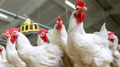 تعرف على أسعار الدواجن والبيض اليوم الاثنين 4 يوليو 2022 في الأسواق 