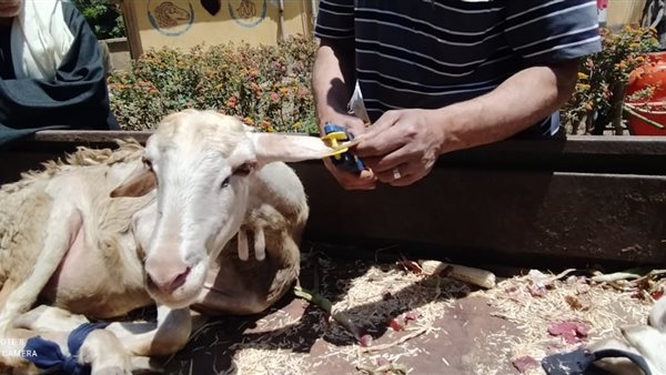 تحصين 1236 رأس من