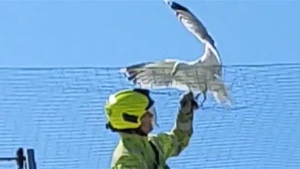 انقاذ طائر النورس