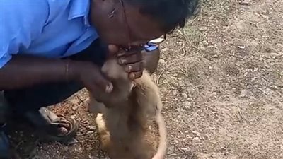 فيديو لسائق تاكسي ينقذ حياة قرد بالتنفس الصناعي يثير تفاعلا كبيرا