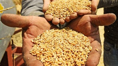 الزراعة تواصل متابعة عمليات حصاد وتوريد القمح بالدقهلية