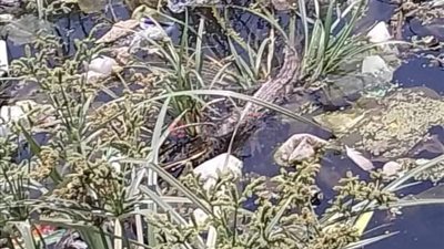 إخلاء سبيل الطالب صاحب تمساح المنوفية المثير للجدل