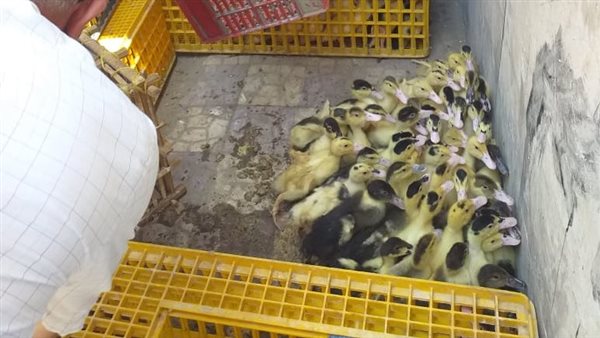 مشروع توزيع وتربية