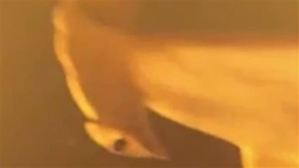 بركان القرش 