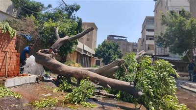 شخص يتسبب في سقوط شجرة ضخمة على طفل بطنطا.. والأمن يلقي القبض عليه 