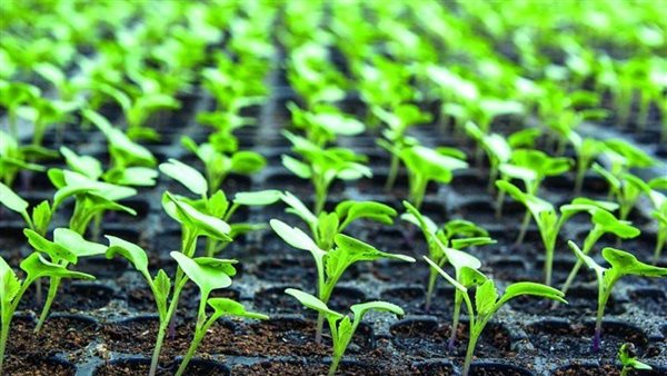 النهضة الزراعية