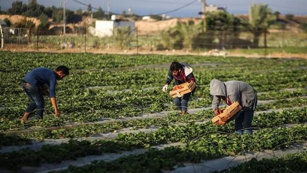 مزارعين - أرشيفية