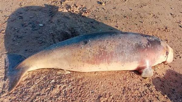 حيوان الدوجونج النافق