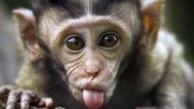  الأطباء: جدري القرود انتقل للإنسان مثل مرض الإيدز وغير مقلق حاليًا