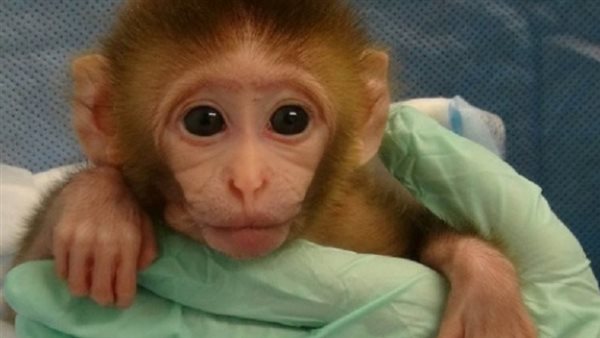 جدري القردة