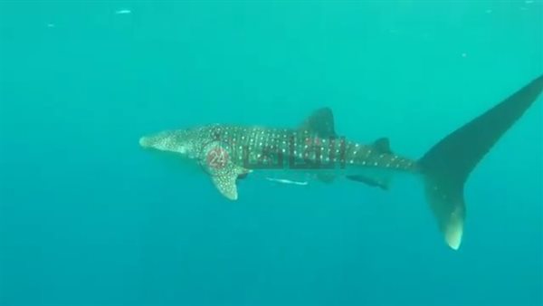 القرش بهلول بمنطقة