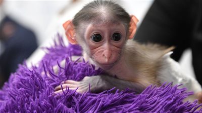 بعد اكتشاف حالة ثانية لجدري القرود.. أطباء القاهرة: يجب وضع أدلة استرشاد علاجية معتمدة 