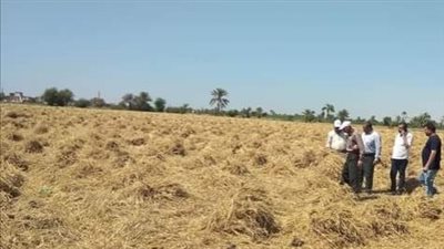 زراعة الفيوم: لجان مشتركة لحصر مساحات القمح ومتابعة معدلات التوريد