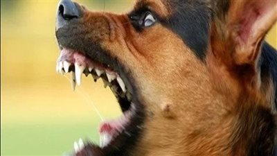 بعد تحسن حالتهم.. خروج 12 طفلًا من مستشفيات الفيوم عقرهم كلب ضال |فيديو