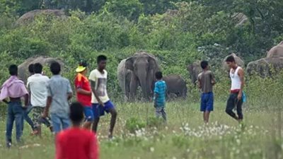 حادثان خلال يومين.. مصرع رجل وامرأة تحت أقدام الفيلة بالهند 