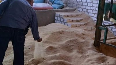 ضبط ومصادرة كمية من القمح المحلي ببني سويف 